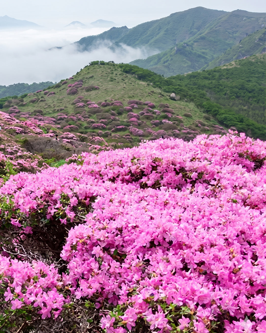 [Miel de Rhododendron Bio] 유기농 철쭉꽃 꿀