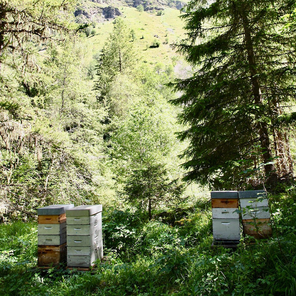 [파리배송] Miel de Sapin (전나무 꿀)