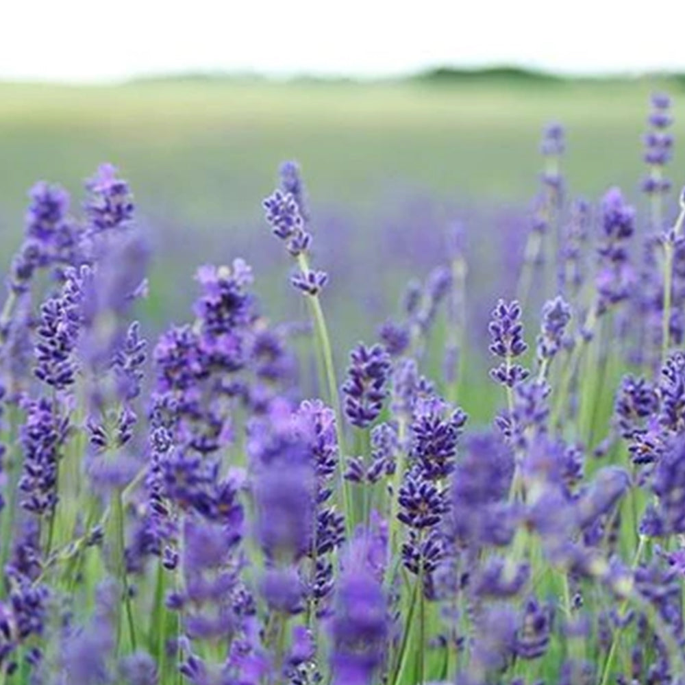 [파리배송] Miel de Lavande Bio (유기농 라벤더 꿀)