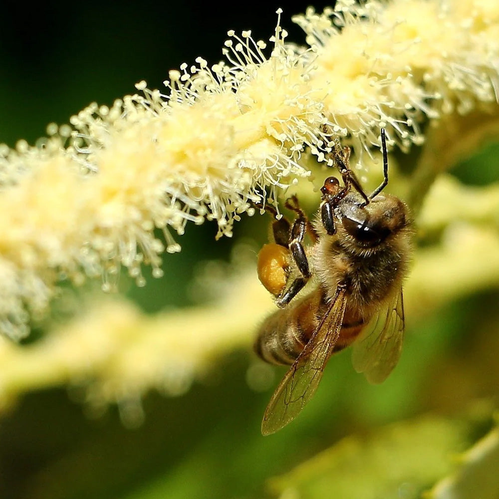 [파리배송] Miel de Châtaignier Bio (유기농 밤꿀)