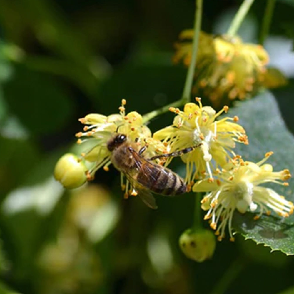 [파리배송] Miel de Tilleul Bio (유기농 보리수꽃 꿀)