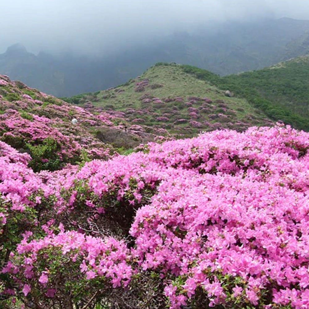 [파리배송] Miel de Rhododendron Bio (유기농 철쭉꽃 꿀)