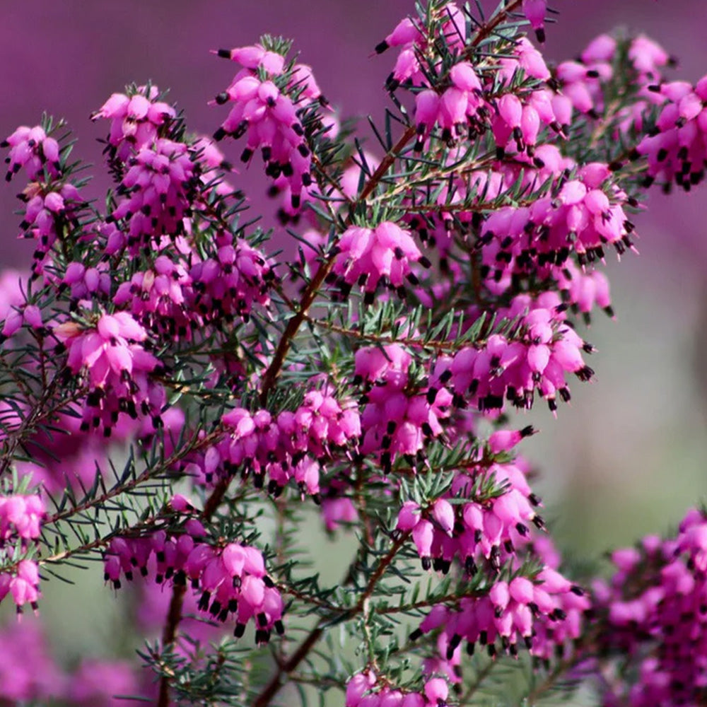 [파리배송] Miel de Bruyère Cendrée (유기농 브뤼에르	꽃꿀)