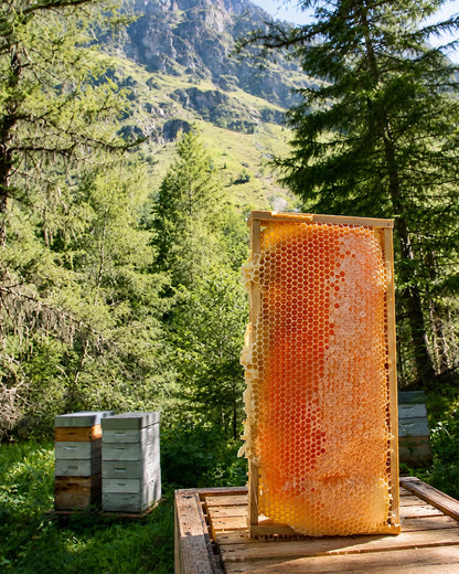 [Rayon de Miel de montagne BIO des Alpes] 프랑스 알프스 고산 유기농 벌집꿀