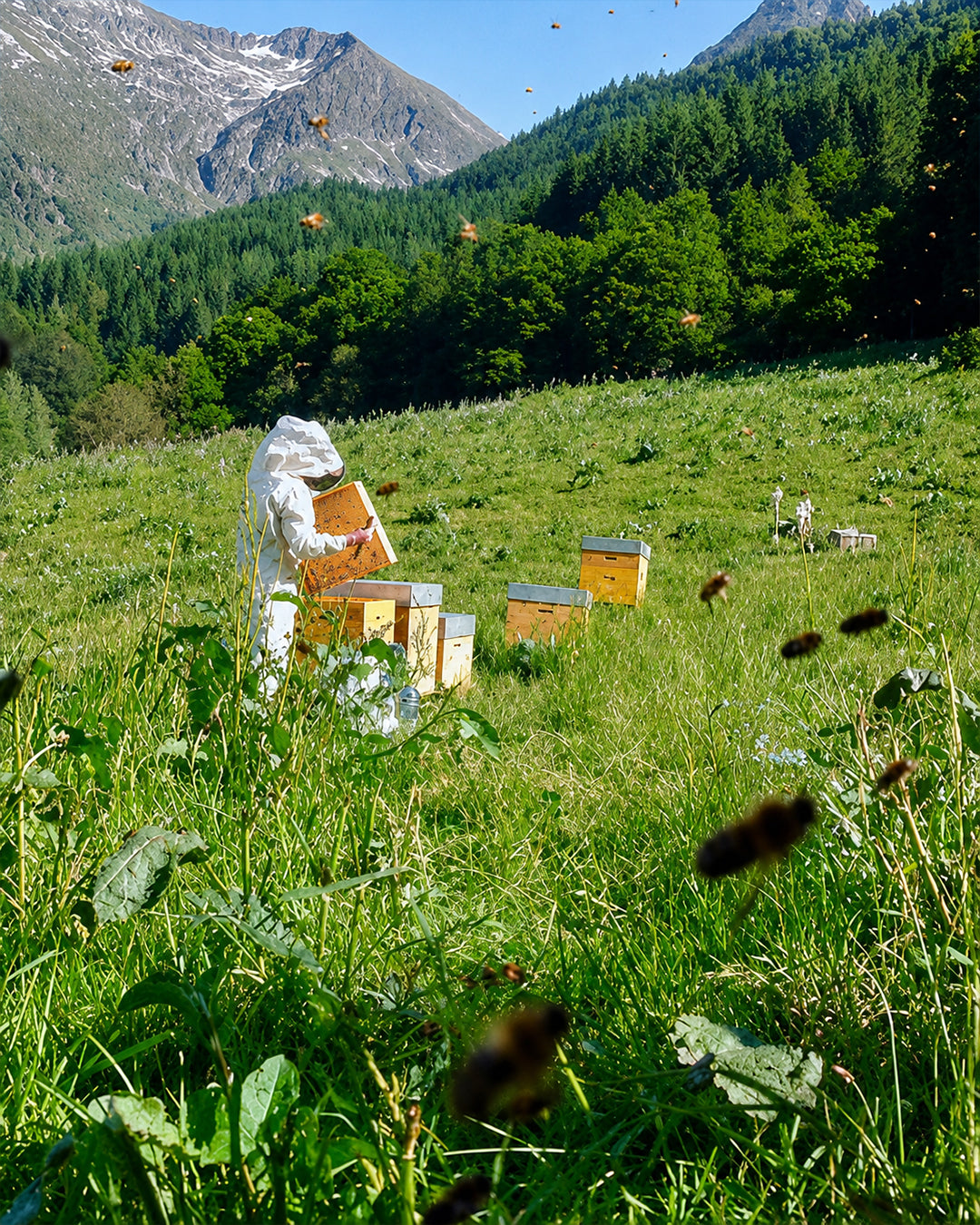 [Rayon de Miel de montagne BIO des Alpes] 프랑스 알프스 고산 유기농 벌집꿀
