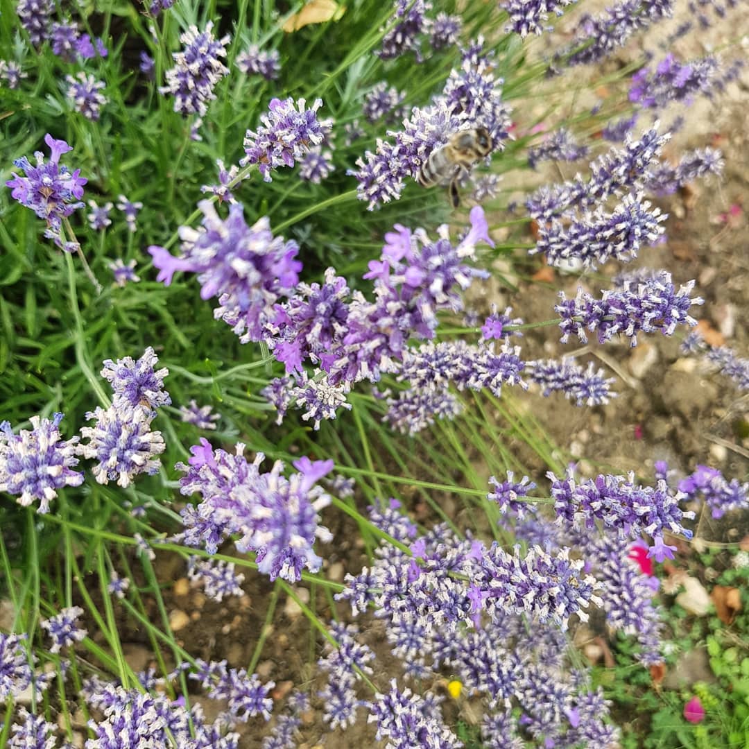 [파리배송] Miel de Lavande Bio (유기농 라벤더 꿀)